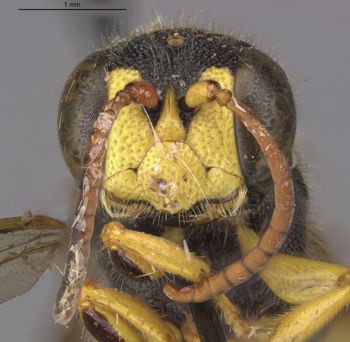 Media type: image;   Entomology 13771 Aspect: head frontal view